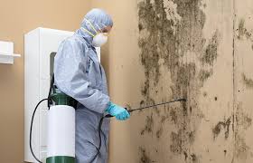 Trusted Whippany, NJ Mold Removal & Remediation Experts